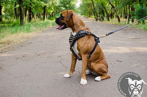 Easy adjustable leather Boxer harness