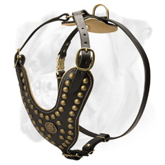 Royal harness for stylish Boxer