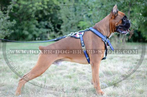 Walking and training harness
