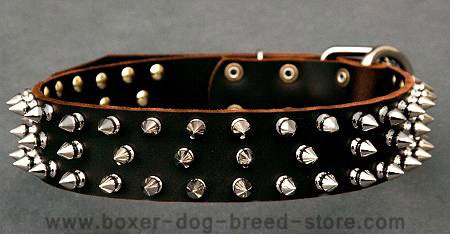 spiked dog collar for Boxer