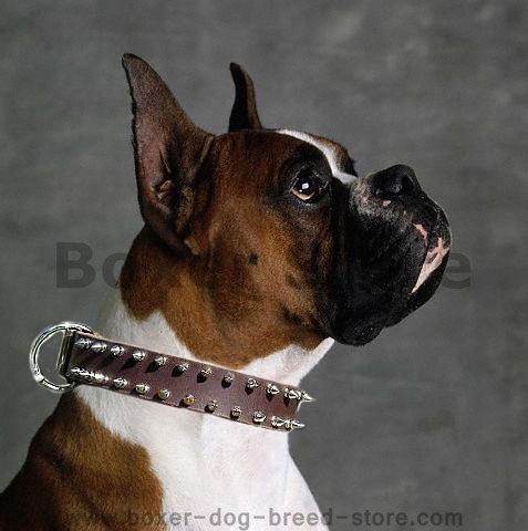  Leather Spiked Dog Collar for Boxer dog 