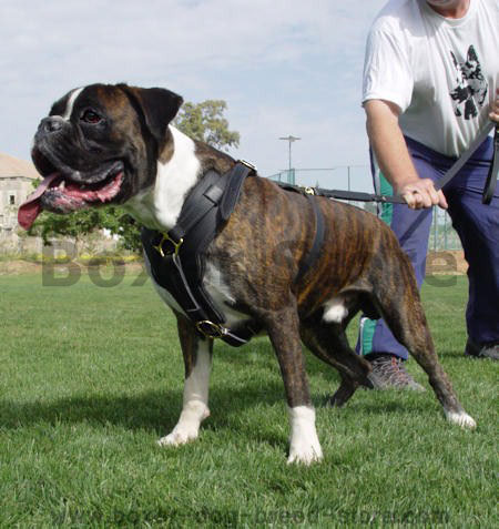 Exclusive Luxury Handcrafted attack boxer Leather Dog Harness - Click Image to Close