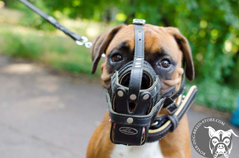 Royal Leather Basket Muzzle for Boxer [M41R1013 Royal Leather Muzzle