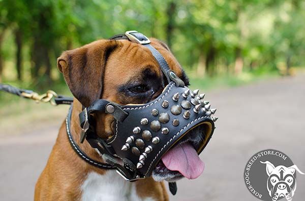 Leather Boxer muzzle allows drinking water