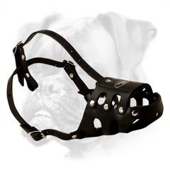 Good fitting leather Boxer muzzle