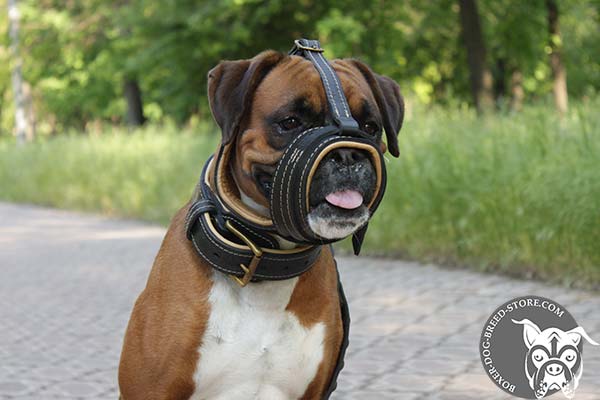 Lightweight leather Boxer muzzle for walking
