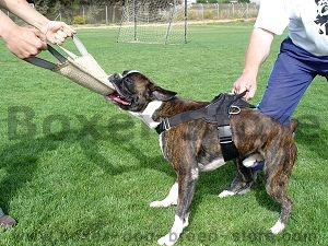 nylon dog harness