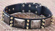 Boxer Leather Spiked Collar with massive plates+ brass3 spike