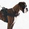 All Weather Boxer Dog Harness for Tracking and Pulling