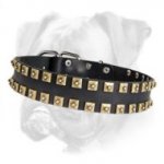 Leather Boxer Collar with "Caterpillar" 2 Rows Brass Studs