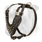 Stylish Walking Leather Harness with Decorative Spikes for Active Boxer