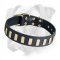 Splendid Leather Boxer Collar with Goldish Plates