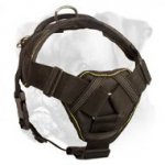 Any Weather Boxer Harness with Comfortable Chest Plate