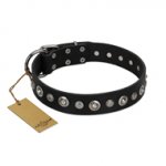 "Genteel Charm" FDT Artisan Black Leather Boxer Collar with Silver-like Round Conchos