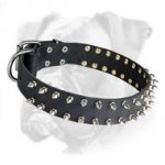 Fabulous Boxer Leather Spiked Collar for Daily Walks and Training
