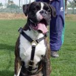 Comfortable and Light Walking Leather Dog Harness for Unique Look of Your Boxer