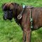 Boxer Leather Harness for Tracking and Walking