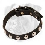 Exclusive Leather Boxer Collar with Nickel Studs