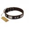 "Satin Beauts" FDT Artisan Brown Leather Boxer Collar with Stars and Plates