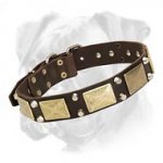 Leather Boxer Collar with Brass Plates and Nickel Pyramids