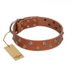 "Waltz of the Flowers" Handmade FDT Artisan Tan Leather Boxer Collar with Chrome-plated Engraved Studs