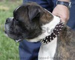 Leather Spiked Dog Collar for Boxer