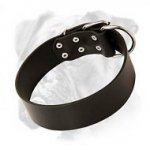 Boxer Leather Collar Riveted For Extra Durability