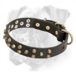 Walking leather Boxer collar with symmetrical brass pyramids