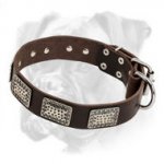 Designer Leather Boxer Collar with Brass Plates