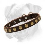 Chic Leather Boxer Collar with Brass Circles