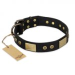 "Spanish night" FDT Artisan Fashionable Leather Walking Boxer Collar