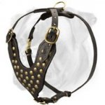 Gorgeous Walking Leather Harness with Brass Studded Chest Plate for Boxer