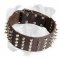 Super Wide Leather Boxer Collar with Nickel Decorations