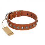 "Silver Spike" Handmade FDT Artisan Tan Leather Boxer Collar with Old Silver-Like Spikes