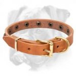 Incredible Leather Boxer Collar with Brass Studs