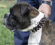 Leather Spiked Dog Collar for Boxer