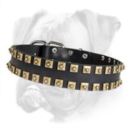 Leather Boxer Collar with "Caterpillar" 2 Rows Brass Studs