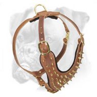 Marvellous Boxer Leather Harness with Brass Spikes