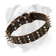 Truly Boxer Dog Leather Collar Decorated with Spikes and Studs
