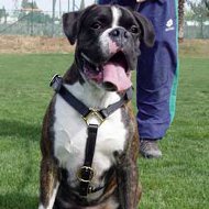 12+ Best Harness For Boxer
