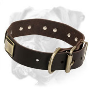 Superb Leather Collar with Massive Brass Plates for Boxer