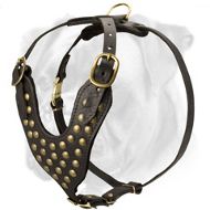 Gorgeous Walking Leather Harness with Brass Studded Chest Plate for Boxer