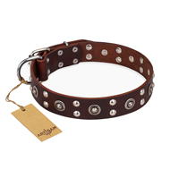 "Pirate Treasure" FDT Artisan Exciting Brown Leather Boxer Collar with Studs