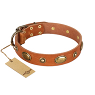 "Visual Magic" FDT Artisan Tan Leather Boxer Collar for Daily Activities