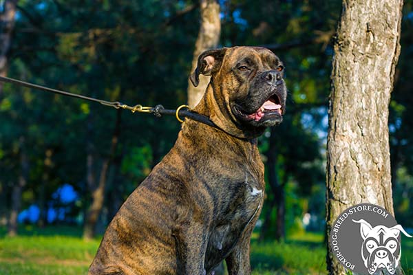 Leather Boxer collar with choking effect