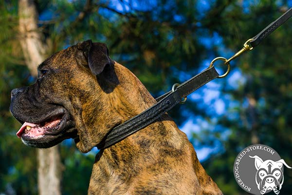 Boxer choke collar with rust-resistant hardware for daily walks