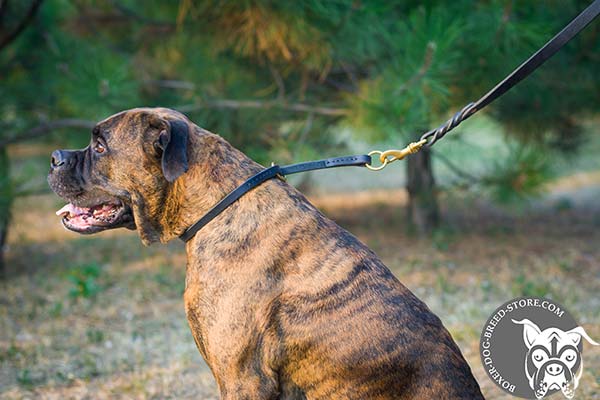 Boxer choke collar of genuine materials with d-ring for leash attachment for daily walks