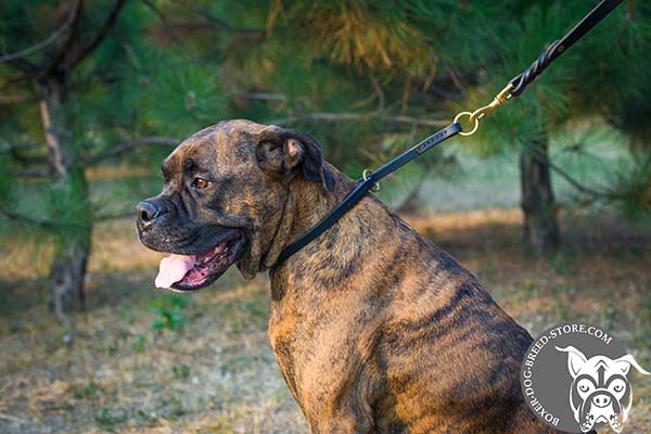 Leather choke collar for Boxer