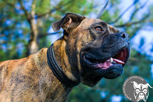 Obedience training Boxer choke collar