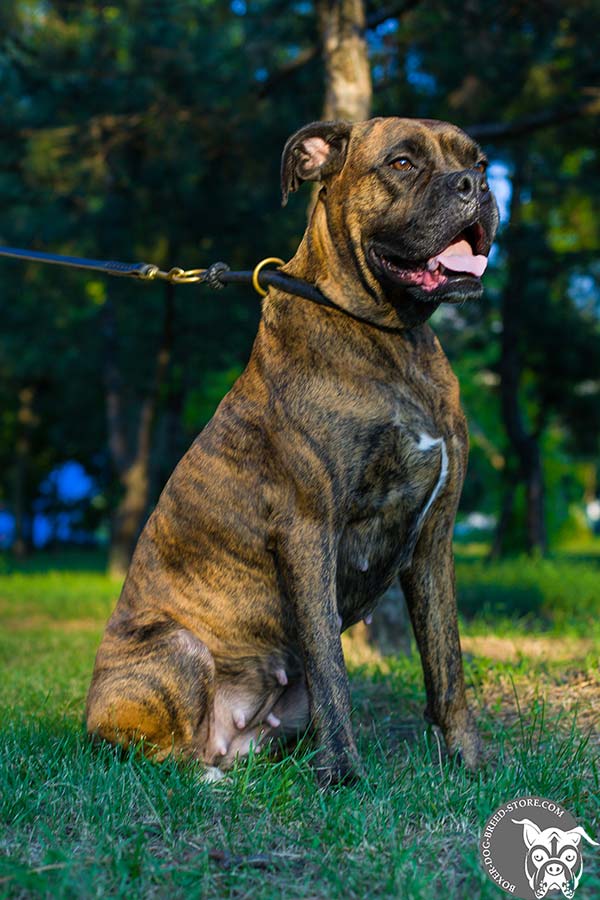 Boxer choke collar made of rolled leather